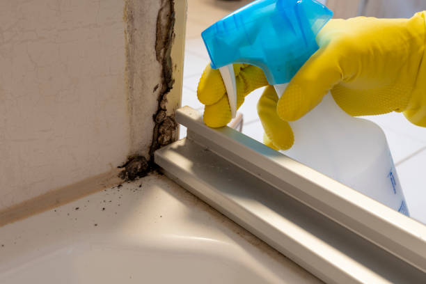 Office Mold Removal Services in Altamont, NY