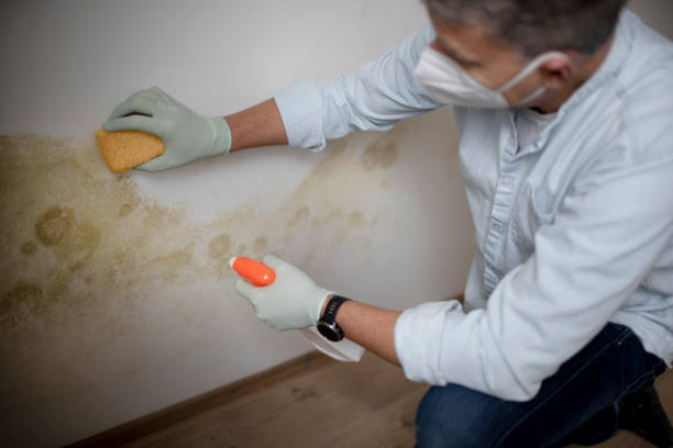 Best Attic Mold Removal  in Altamont, NY