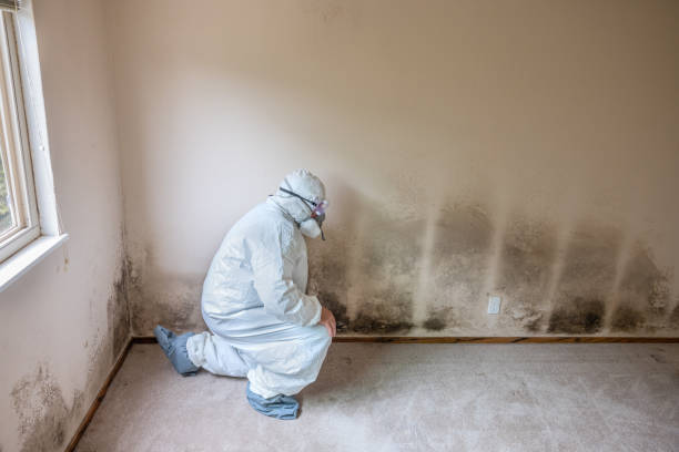 Best Mold Removal Process  in Altamont, NY