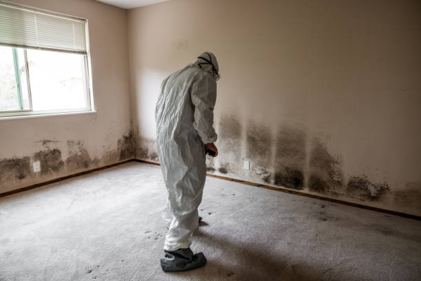 Attic Mold Removal in Altamont, NY